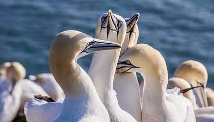 开云中国-塞尔维亚女篮在欧洲锦标赛中全力拼搏，享受荣誉时刻，塞尔维亚女篮球