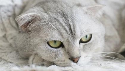 开云中国-塞尔维亚女篮在欧洲锦标赛中全力拼搏，享受荣誉时刻，塞尔维亚女篮球