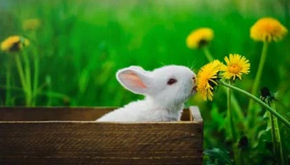 开云中国-塞尔维亚女篮在欧洲锦标赛中全力拼搏，享受荣誉时刻，塞尔维亚女篮球