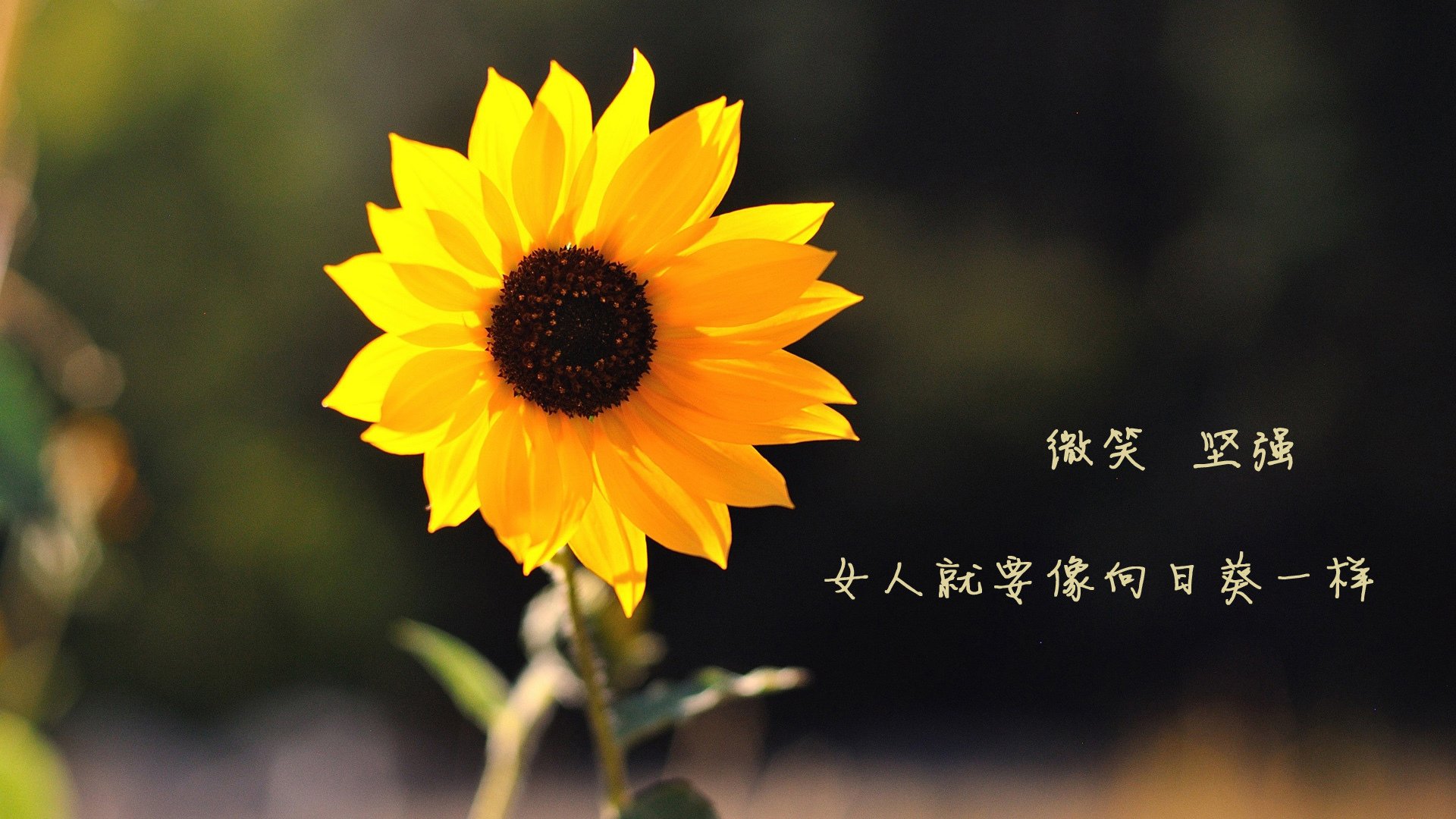 中国篮球联赛赛事观众行为特征分析，篮球比赛观众席视角