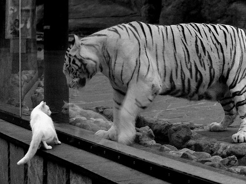 西甲球队基于运动负荷监测优化恢复训练策略,球员负荷管理