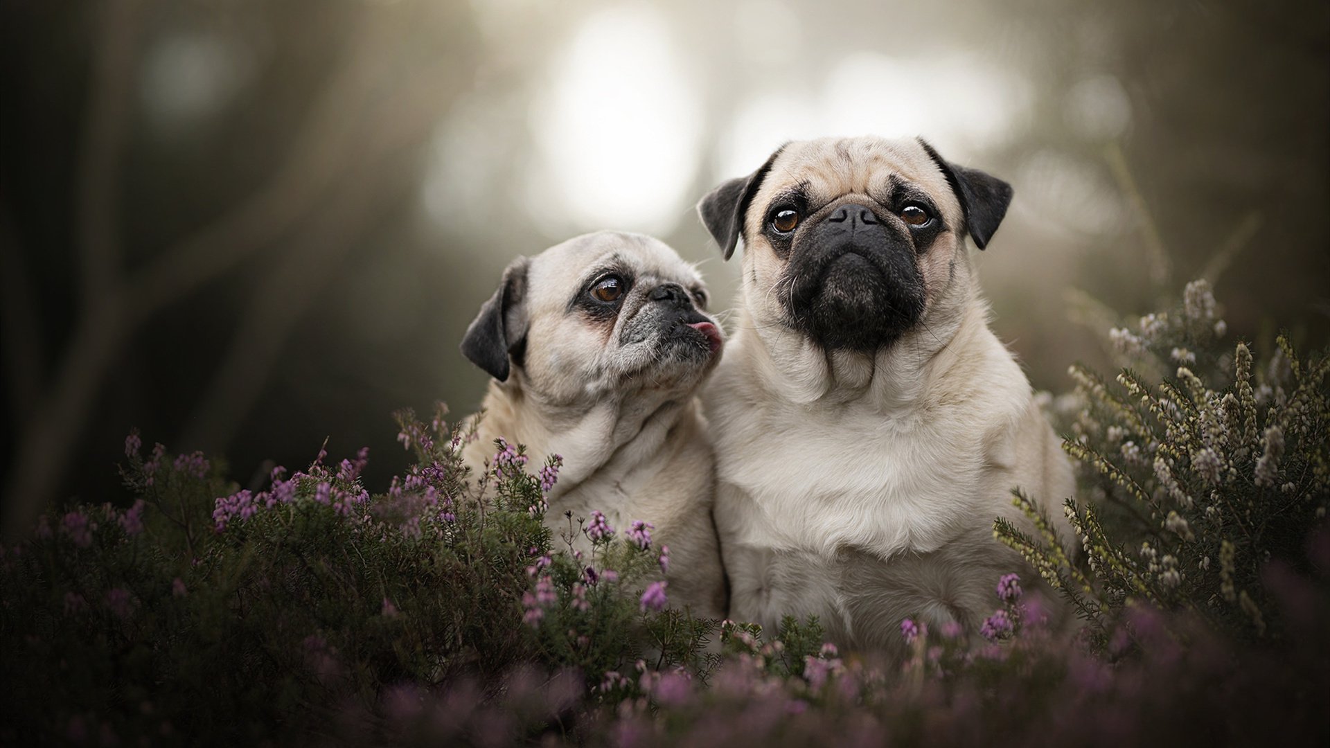 中国体操队制定奥运动作稳定训练目标,奥运会中国体操团队