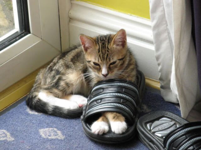 kaiyun体育综合-中超联赛中国女足爆冷 球迷呼吁青训改革，中国女足反超