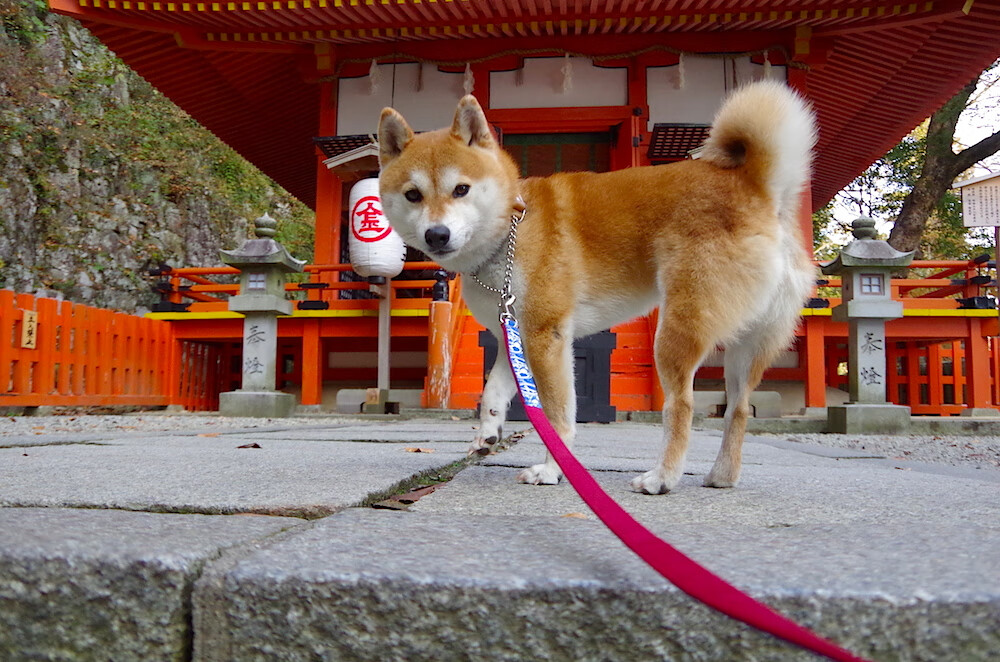 博卡青年主力中场体能不足,后段失势,博卡青年著名球员