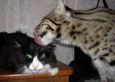 kaiyun中国官方网站-奥运历史特展在上海开幕 吸引大量观众，上海特殊奥运会