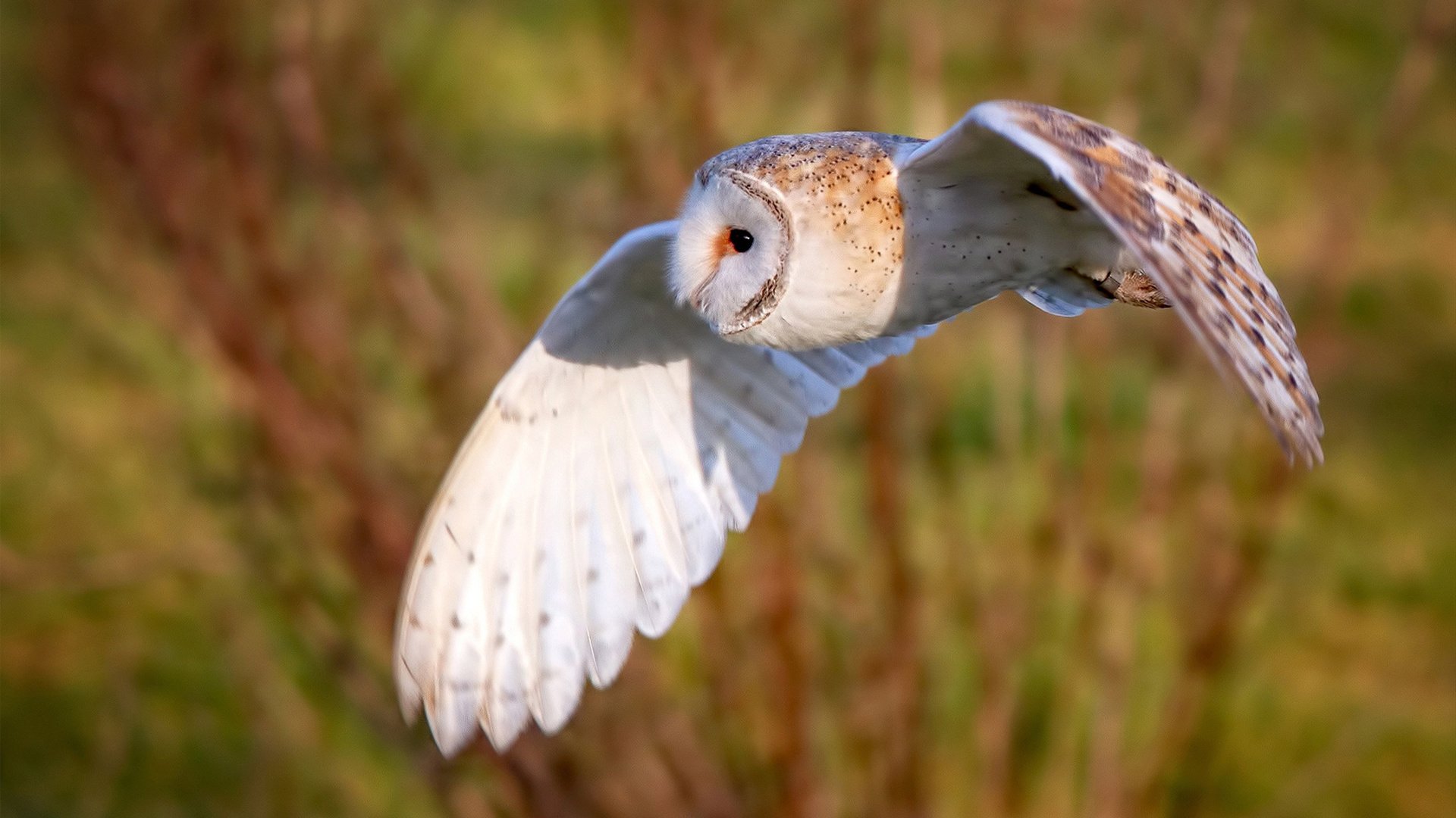 开云网站-女子100自澳洲选手包揽前二，澳洲籍女子