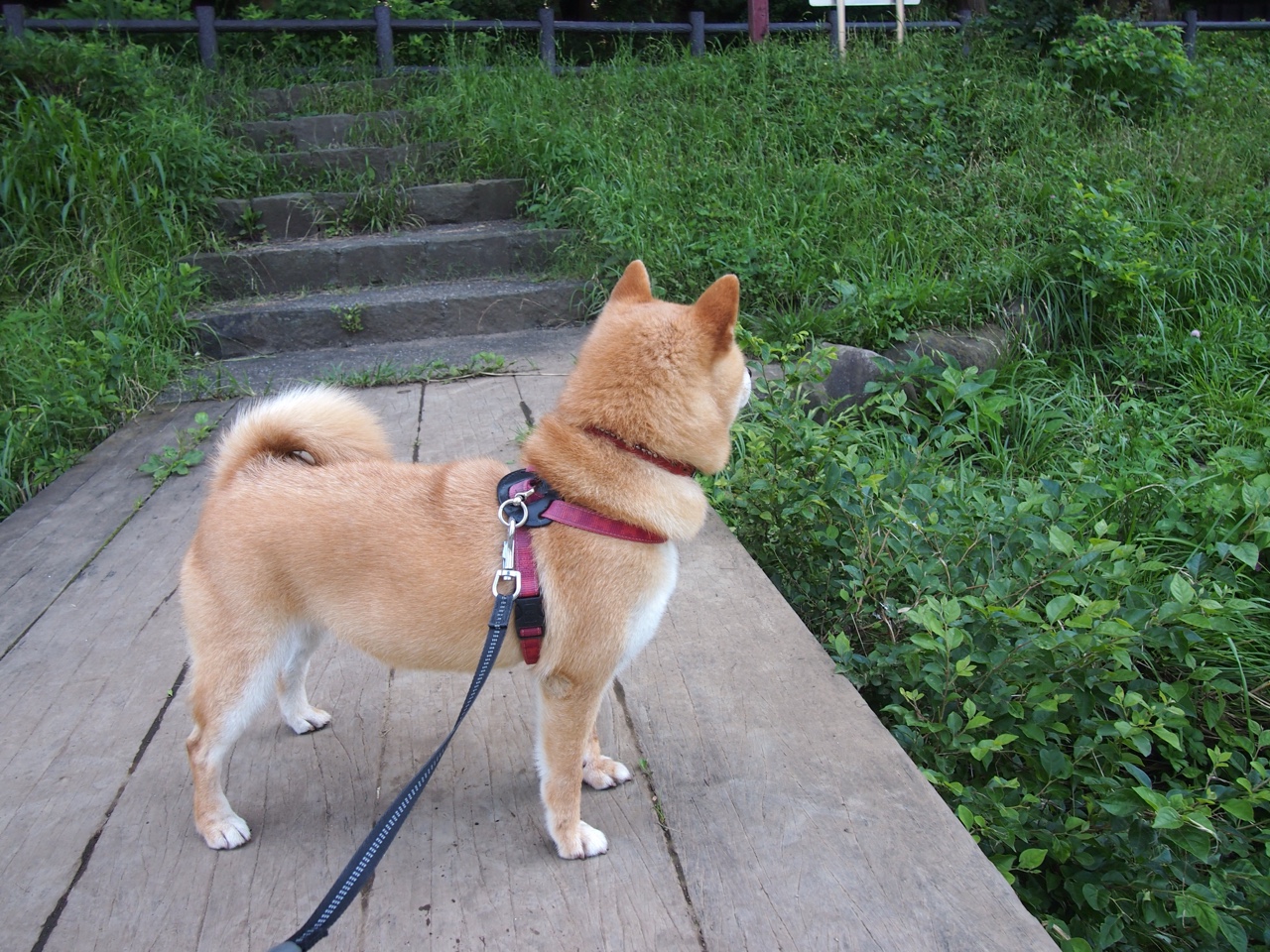 沃尔夫斯堡进攻意图明确打出流畅配合，沃尔夫斯堡阵型