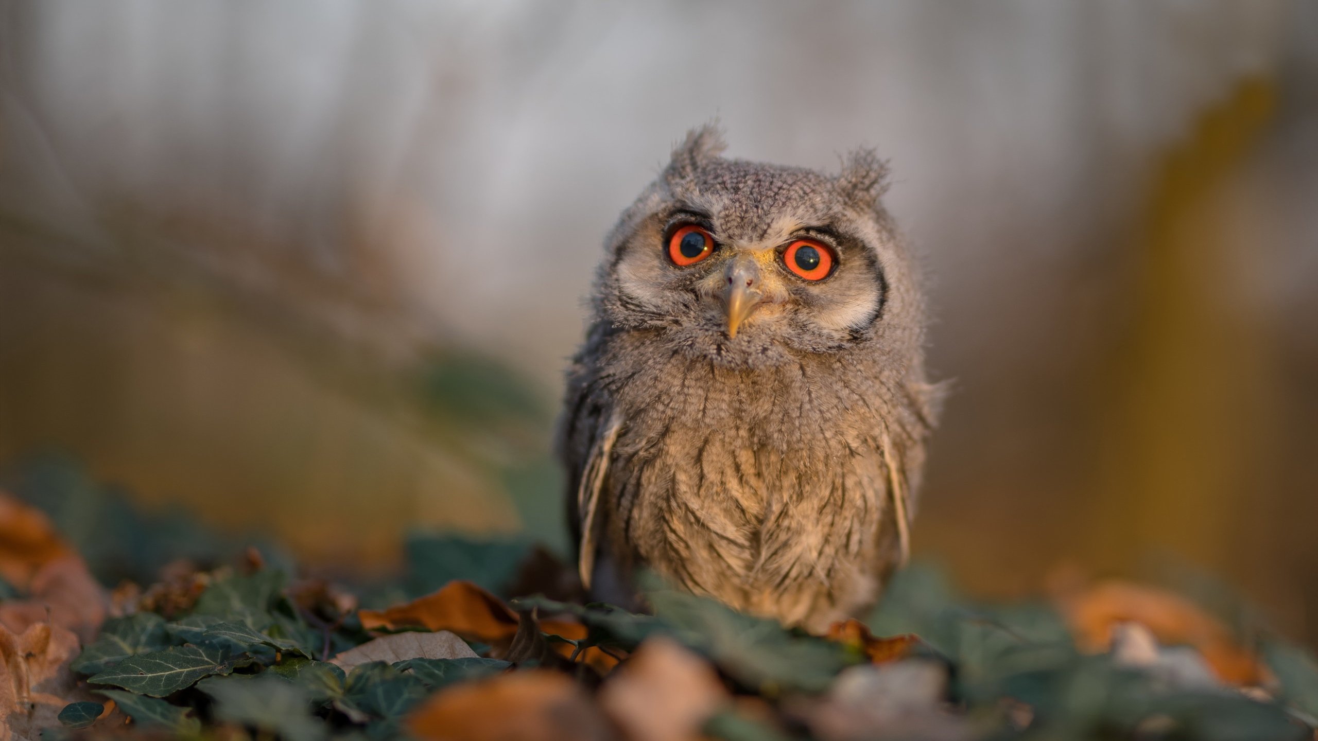 开云官方-球员间配合默契，场上协同效率高，球队默契怎么提高