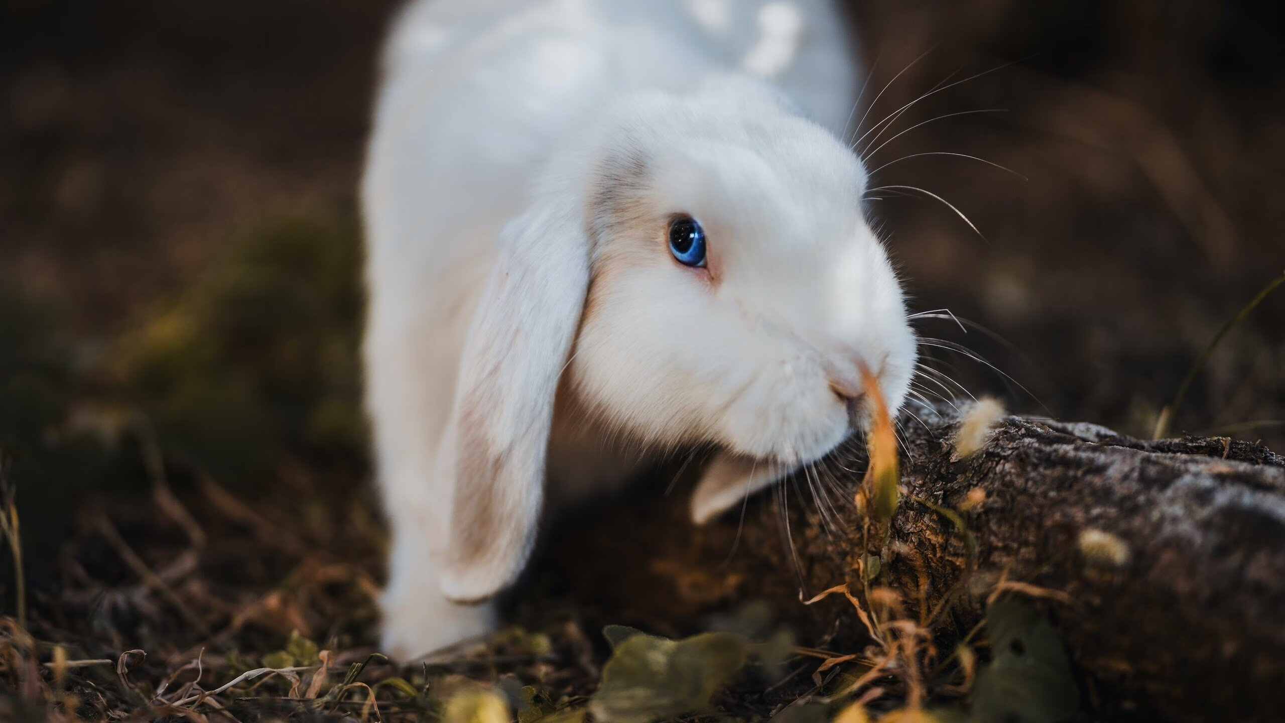 中国足球国家队战术调整取得明显成效,国足阵容战术