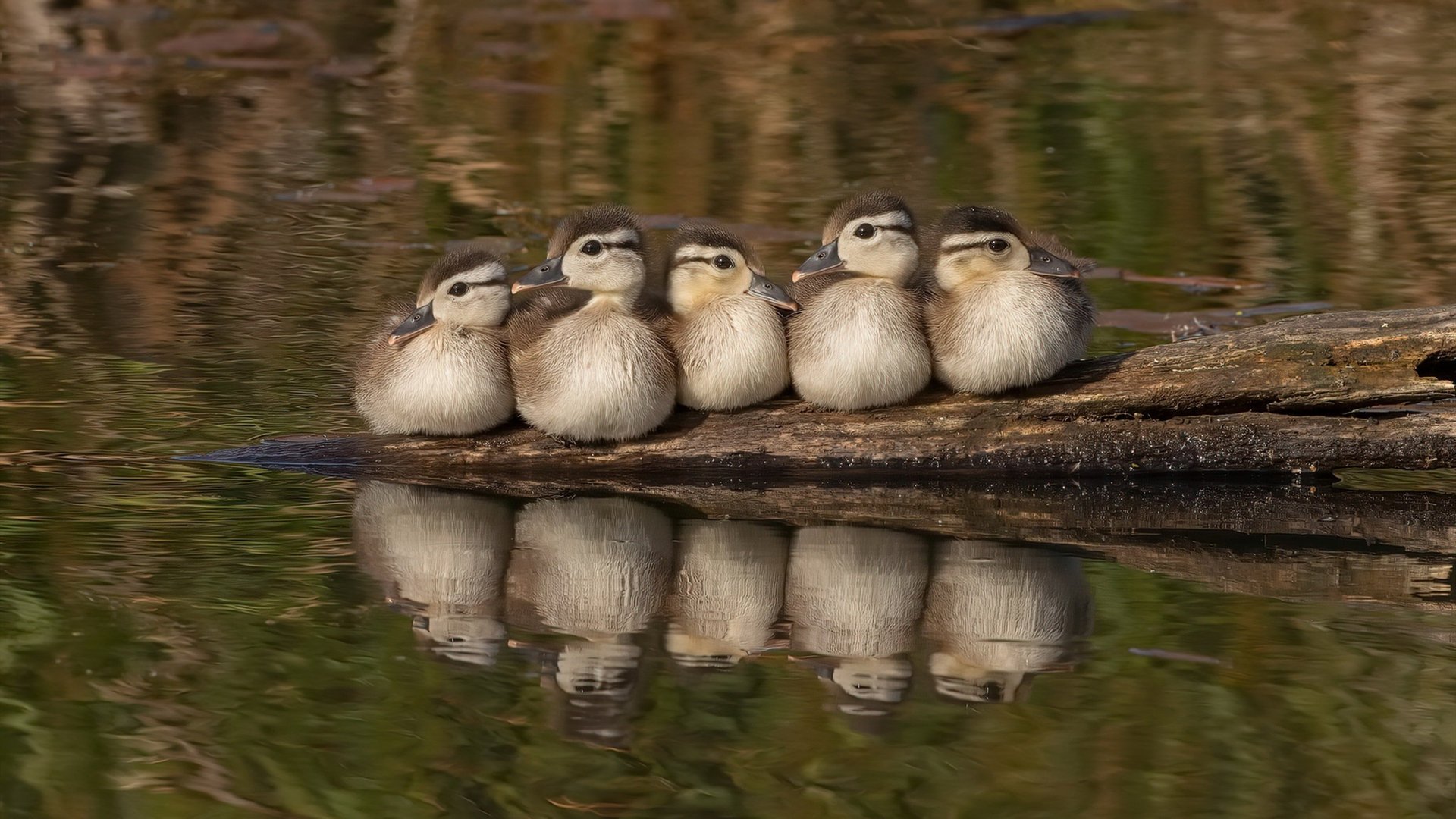 中小学篮球师资力量持续提升形成专业梯队,中小学篮球培训方案