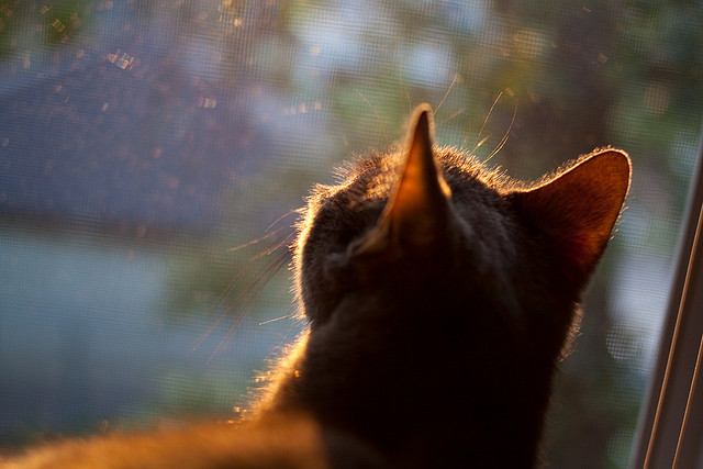 乌拉圭女篮在南美锦标赛中继续潜心发展,迈向更高巅峰,乌拉圭3_0南非