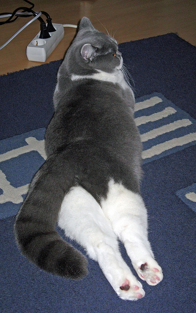 德甲怒火爆发:攻势凶猛,防线坚韧,德甲解析