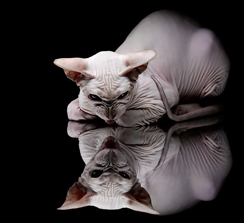 球队季中技术分析报告公开，战术亮点被专业媒体剖析，季后赛技术统计