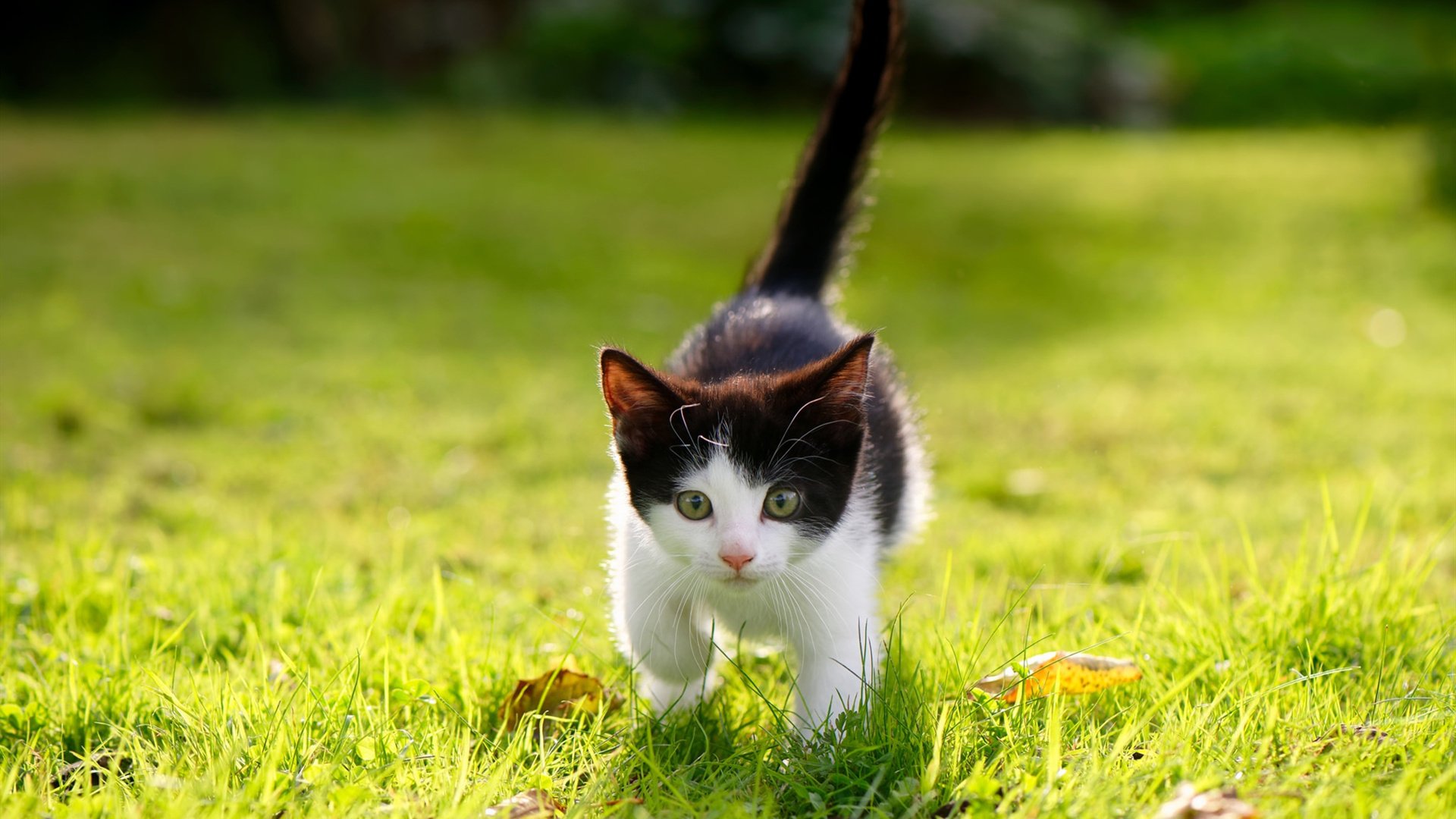 开云官网APP下载-篮球专业课程纳入高校通识选修扩大受众基础，篮球学科