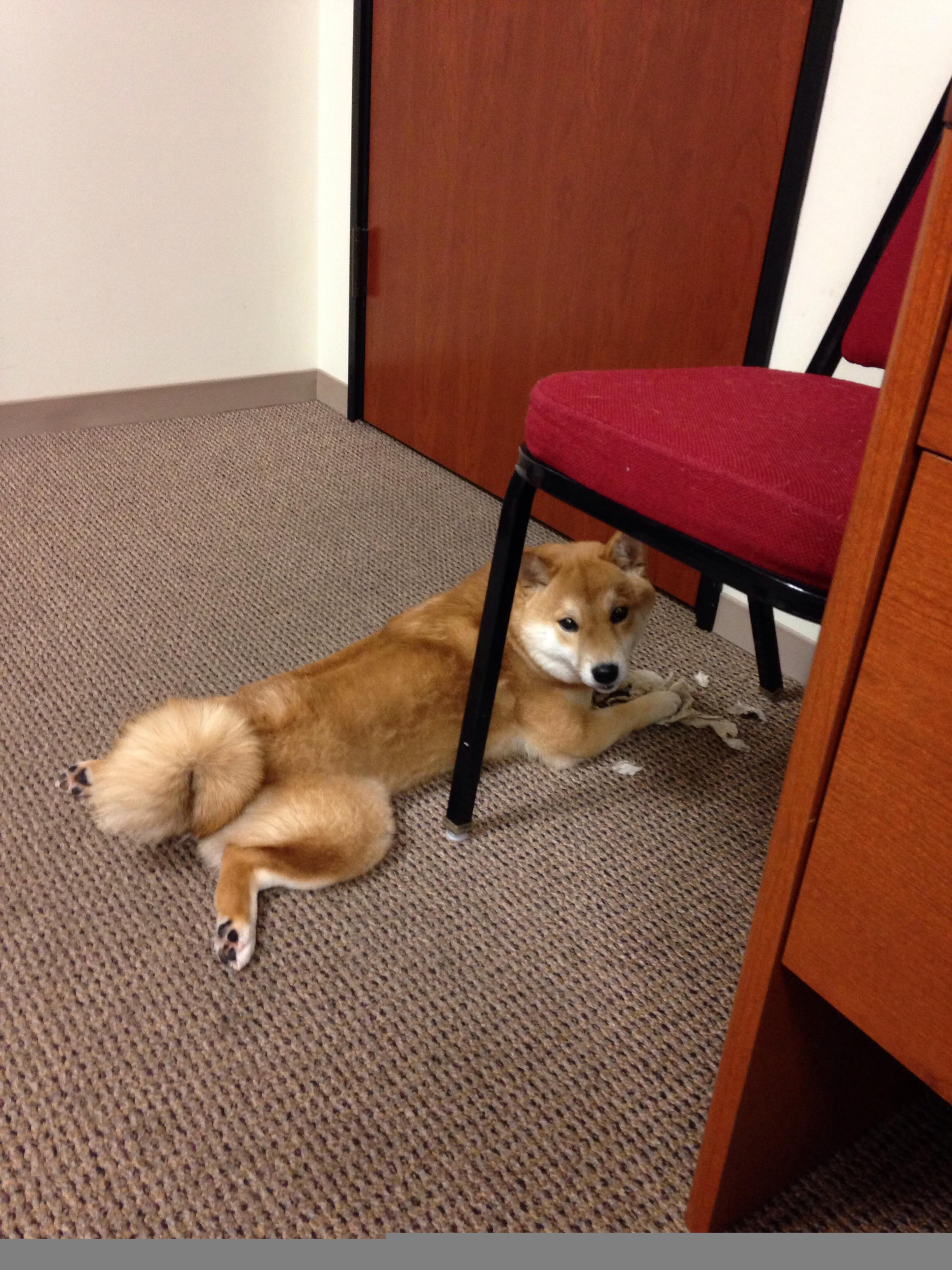 美洲杯明星闪耀:个人技艺点燃绿茵梦!,美洲杯有哪些明星