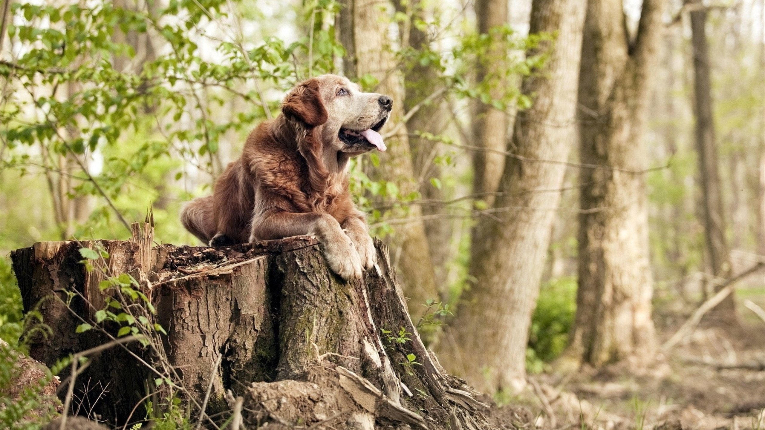 美洲杯逆境崛起:英雄辈出成就奇迹!,美洲杯 百科