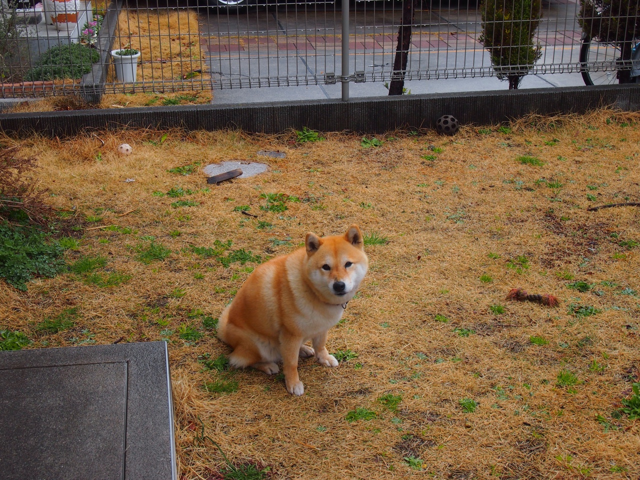 麦金托什决赛表现赢得媒体热议,麦金托什的著名作品