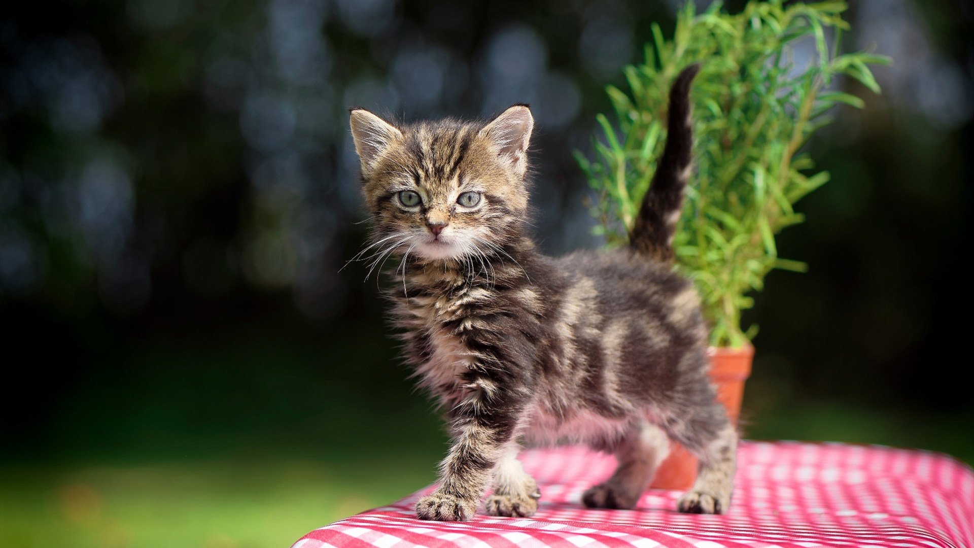 《冠军奥运篇》专访薛明：过去的每一步都是未来的馈赠，薛明比赛视频