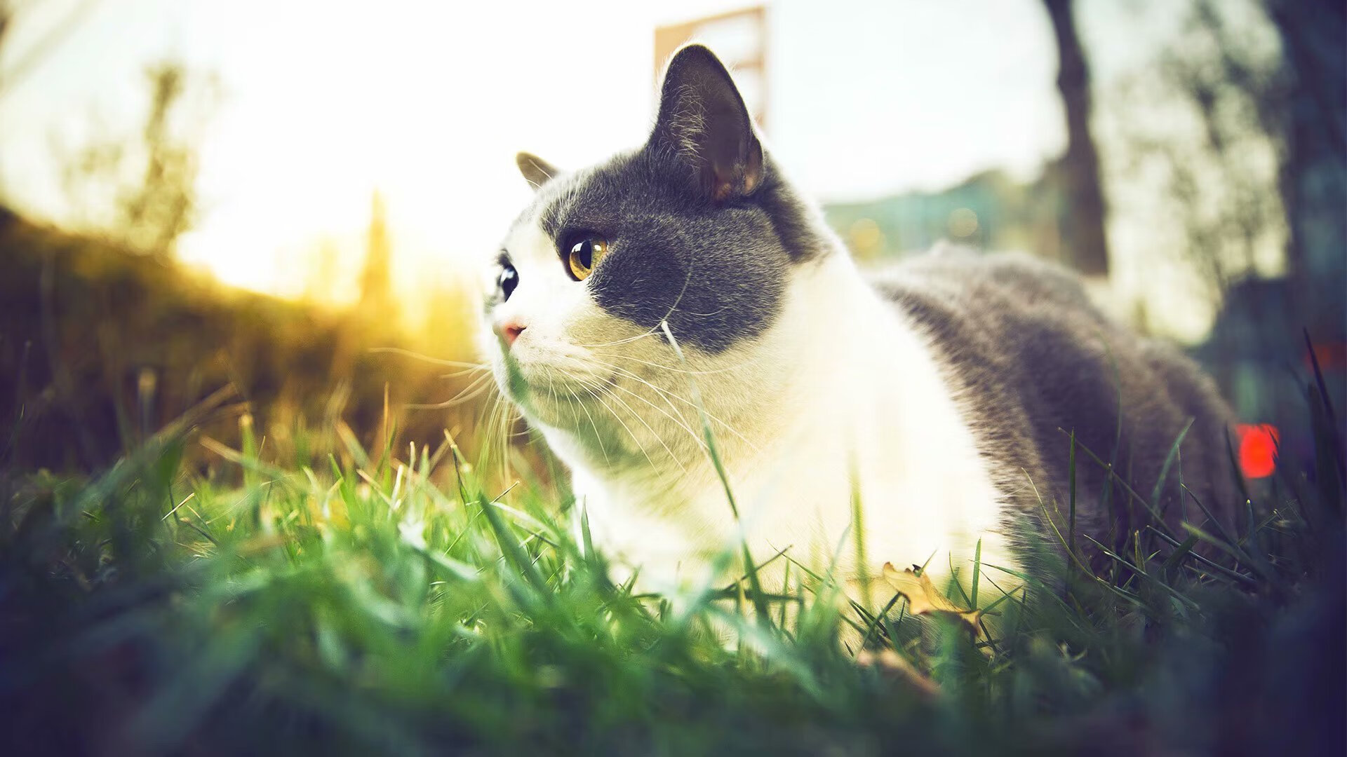 开云平台-三场压轴大战意外频出，德甲积分榜格局翻转，德甲 积分