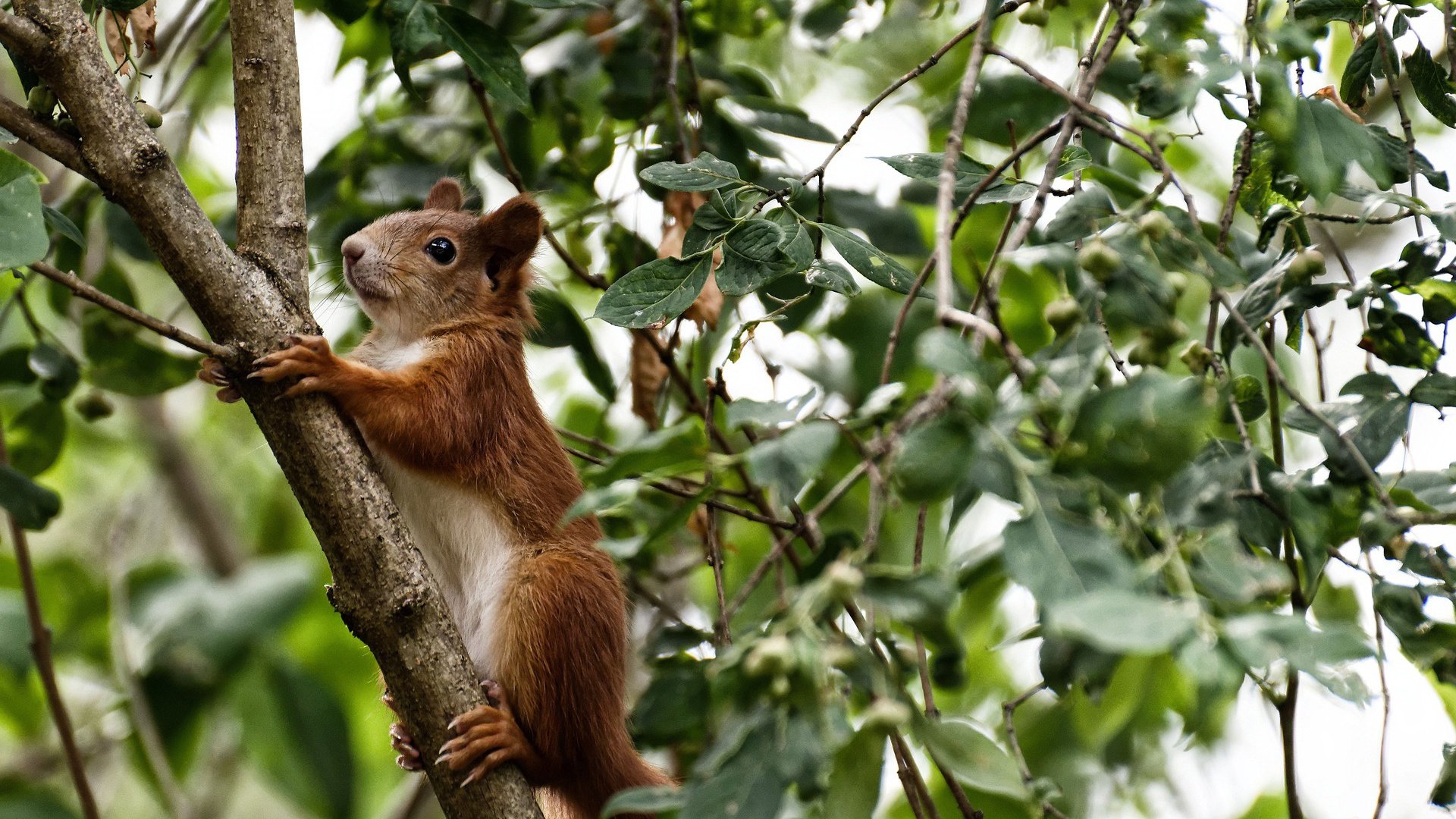 中国足球国家队比赛中体能分布与替补使用策略,国足 体能