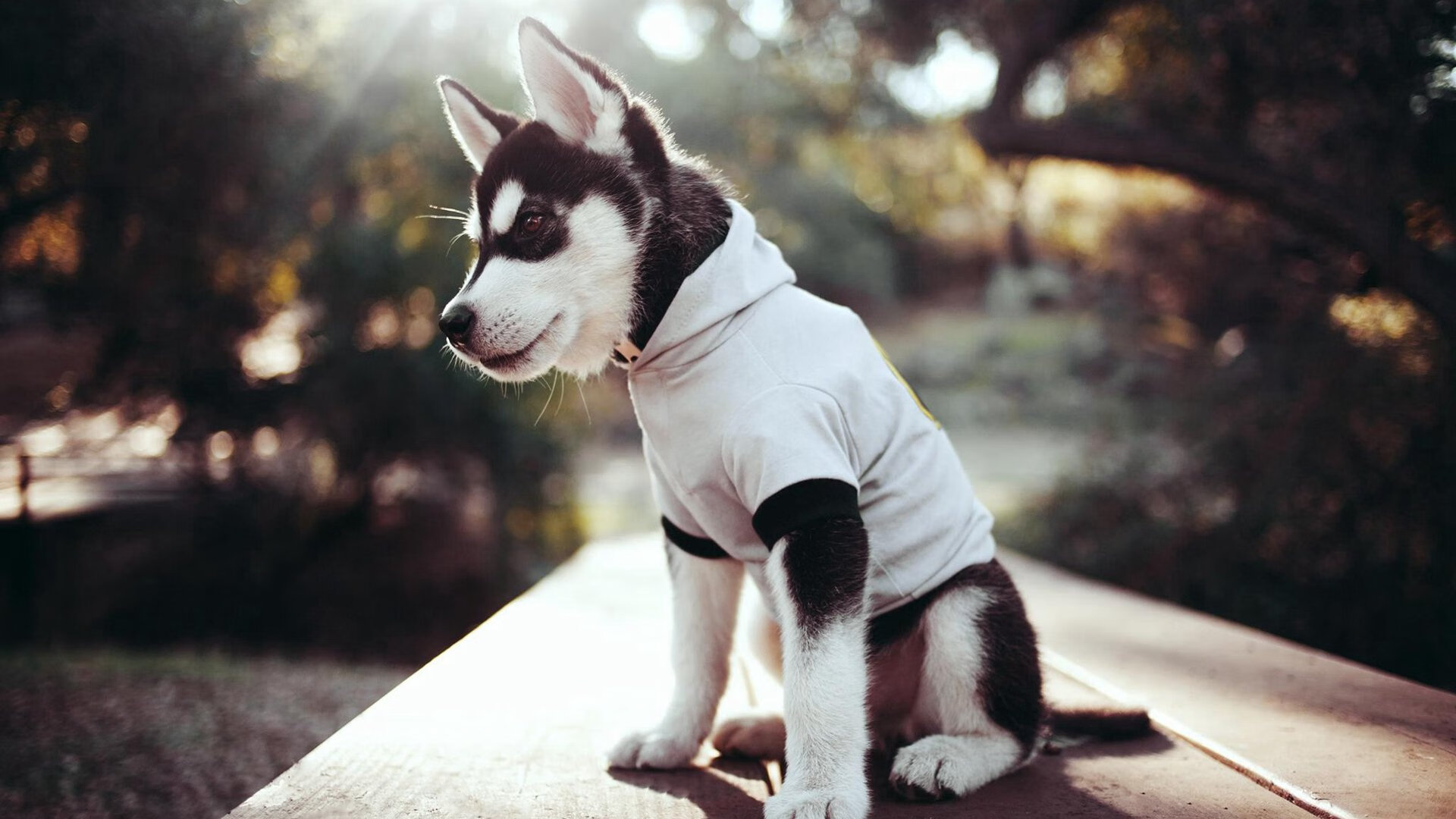 中国足球是否应该引入海外青训顾问,中国足球是否应该引入海外青训顾问工作