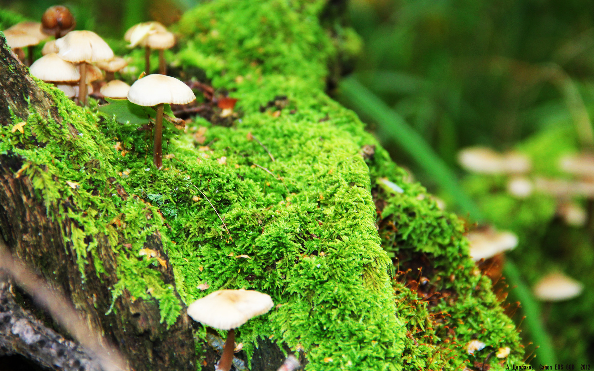 kaiyun体育综合-中国足球球迷文化与社会媒体互动趋势，中国足球文化的现状